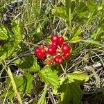 Rubus saxatilisHedelmä