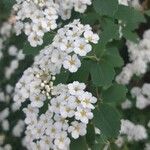 Spiraea chamaedryfoliaফুল