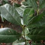 Erythroxylum emarginatum Φύλλο