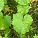 Petasites albus Blad