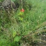Hibiscus aponeurus 整株植物
