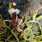 Striga gesnerioides Blüte