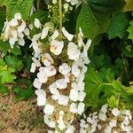 Hydrangea quercifoliaFlower