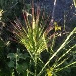 Bromus rubens Flower