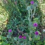 Carduus nutans Lorea