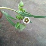 Trichodesma marsabiticum Flower