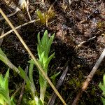 Gentiana sedifolia Φύλλο