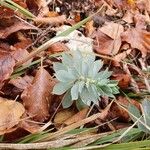 Euphorbia myrsinitesLehti