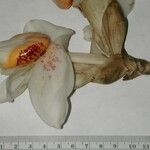 Stanhopea ecornuta Other