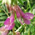 Vicia pannonica Flor