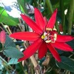 Passiflora miniata Fiore