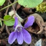 Viola reichenbachiana Blodyn