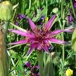 Tragopogon porrifolius 花