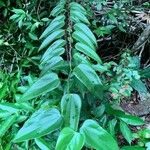 Smilax glyciphylla