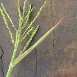 Digitaria abyssinica Flower