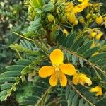 Senna candolleana Λουλούδι