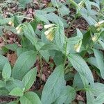 Symphytum tuberosum Hábito