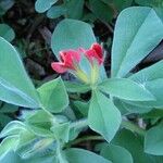Lotus tetragonolobus Flower