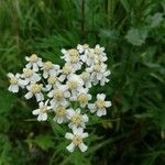 Achillea ptarmica Květ