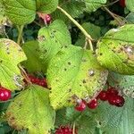 Viburnum trilobum Fulla