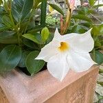 Mandevilla boliviensis Flower