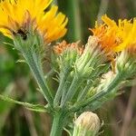 Picris hieracioides Flower