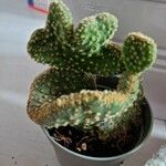 Opuntia microdasys পাতা