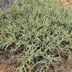 Euphorbia lignosa Hábito