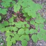 Aralia racemosa Levél