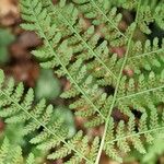 Athyrium filix-feminaHostoa