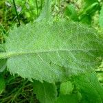 Mentha × villosa Frunză