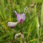 Vicia sativaফুল