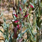 Penstemon centranthifolius Хабит