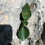 Pastinaca lucida Hoja