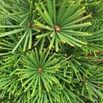 Sciadopitys verticillata Libunga