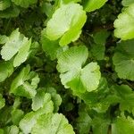 Hydrocotyle ranunculoides Leaf