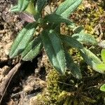 Glandora prostrata 葉
