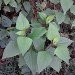 Ageratina adenophora Feuille