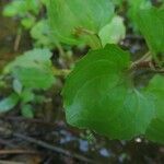 Mimulus glabratus Folha