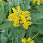 Phlomis fruticosa花