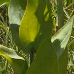 Eustoma exaltatum Blad