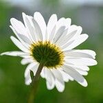 Leucanthemum vulgareFlower