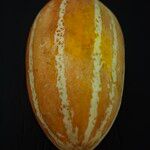 Cucumis melo Mbuma
