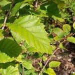 Alnus alnobetula Liść