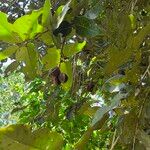 Heritiera littoralisDeilen