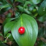 Ruscus hypophyllum Fruto