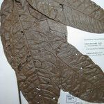 Talisia sylvatica Otro