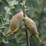 Astragalus miguelensis Fruto