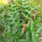 Cirsium erisithales Leaf