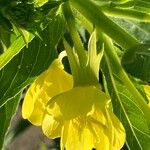 Oenothera villosa Fiore